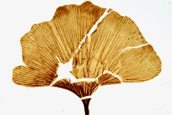 A fossil leaf of the extinct plant Ginkgo adiantoides, which lived more than 11 million years ago in what is now Idaho.