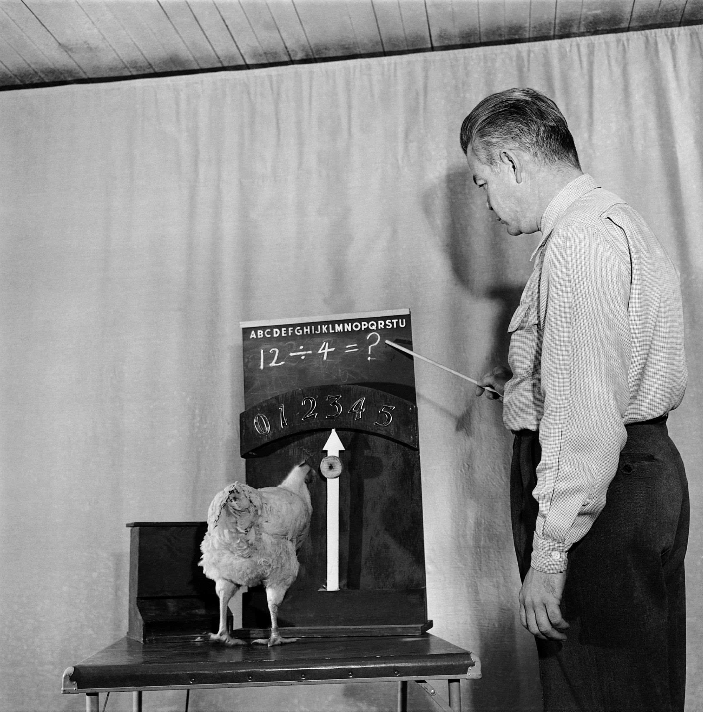 Animal psychologist Keller Breland teaches a chicken mathematics on his farm in Arkansas.