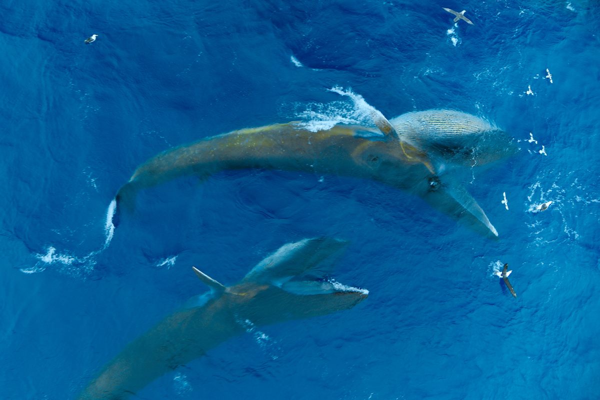 Fin whales can be as big as two Greyhound buses and weigh as much as a full commercial airliner.