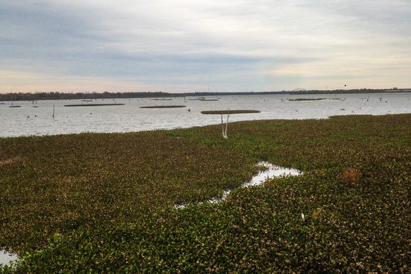 Bayou Bienvenue