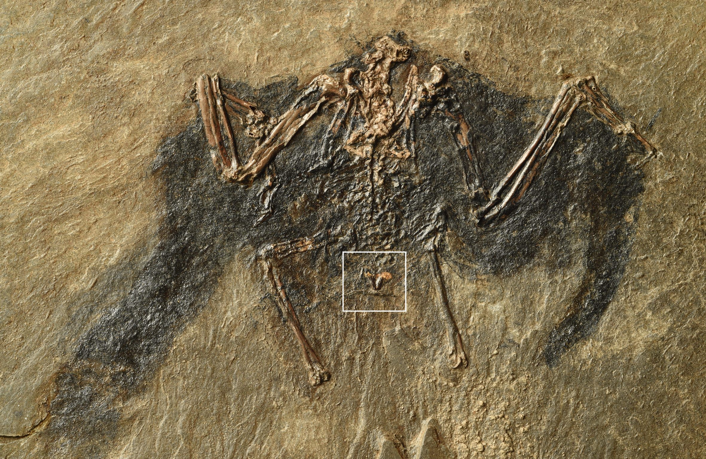 The structure though to be this fossilized bird's uropygial gland is in the box at center.