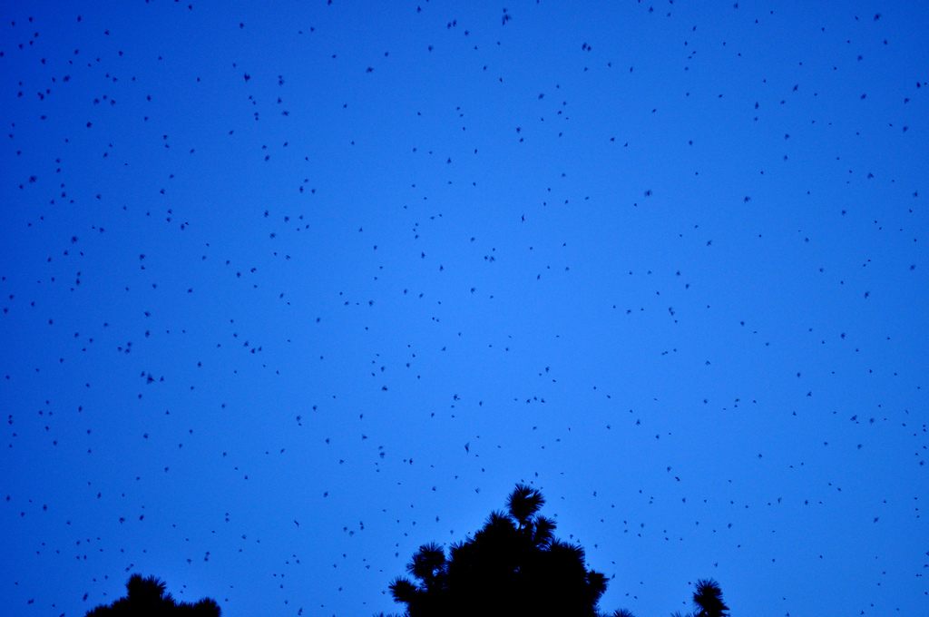 Vaux's swifts at twilight. 