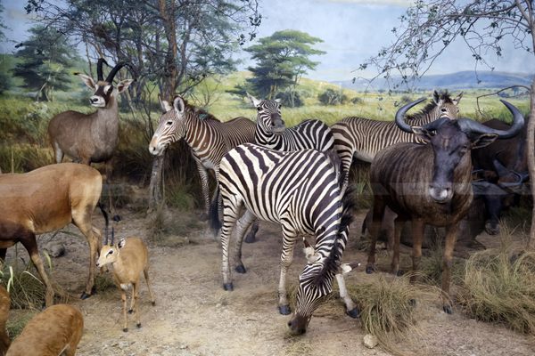 One of the museum's dioramas of animals staged in their natural habitats.