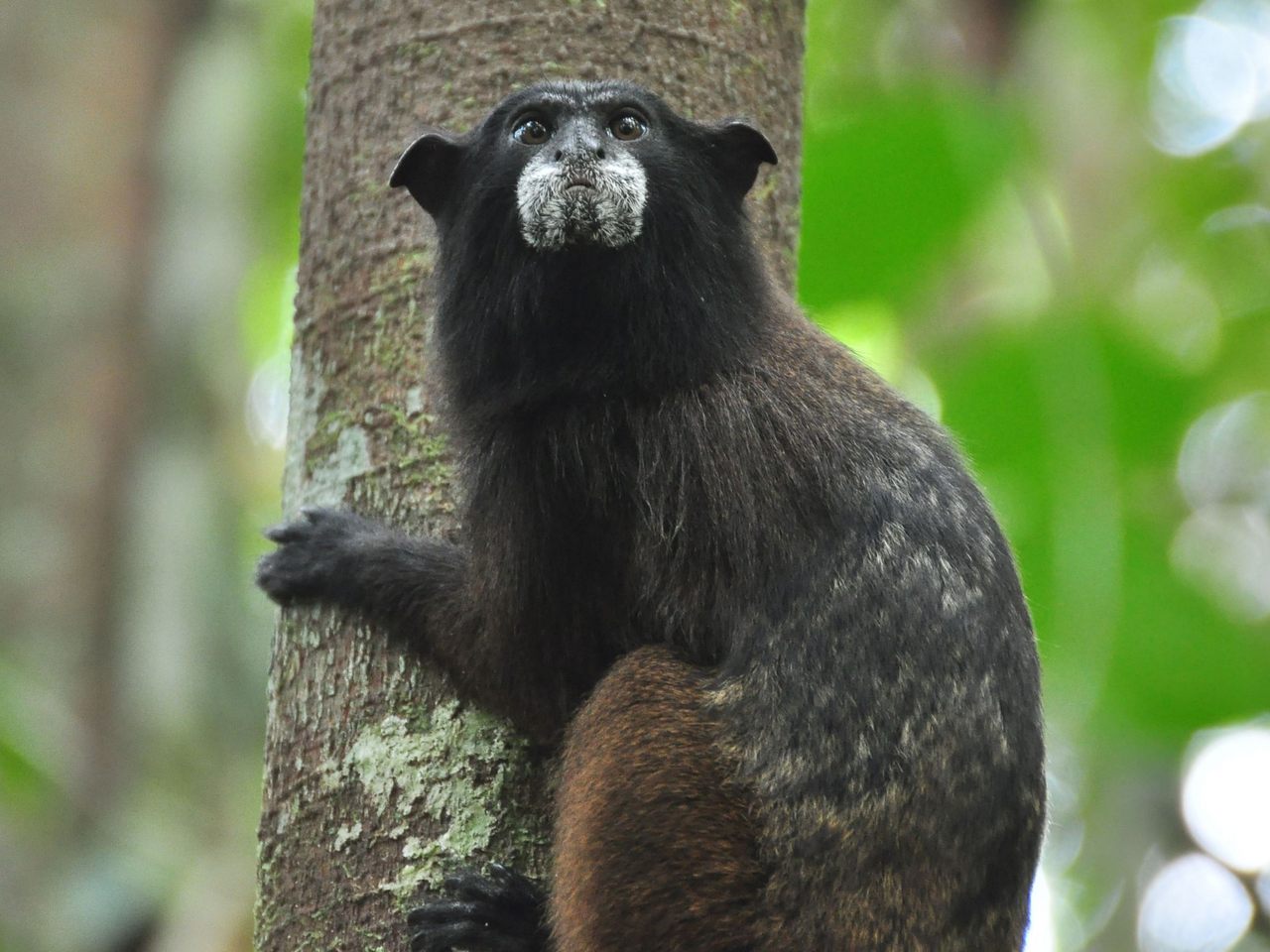 A black-fronted tamarin.