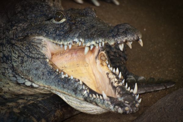 Crocodile at Alligator Bay