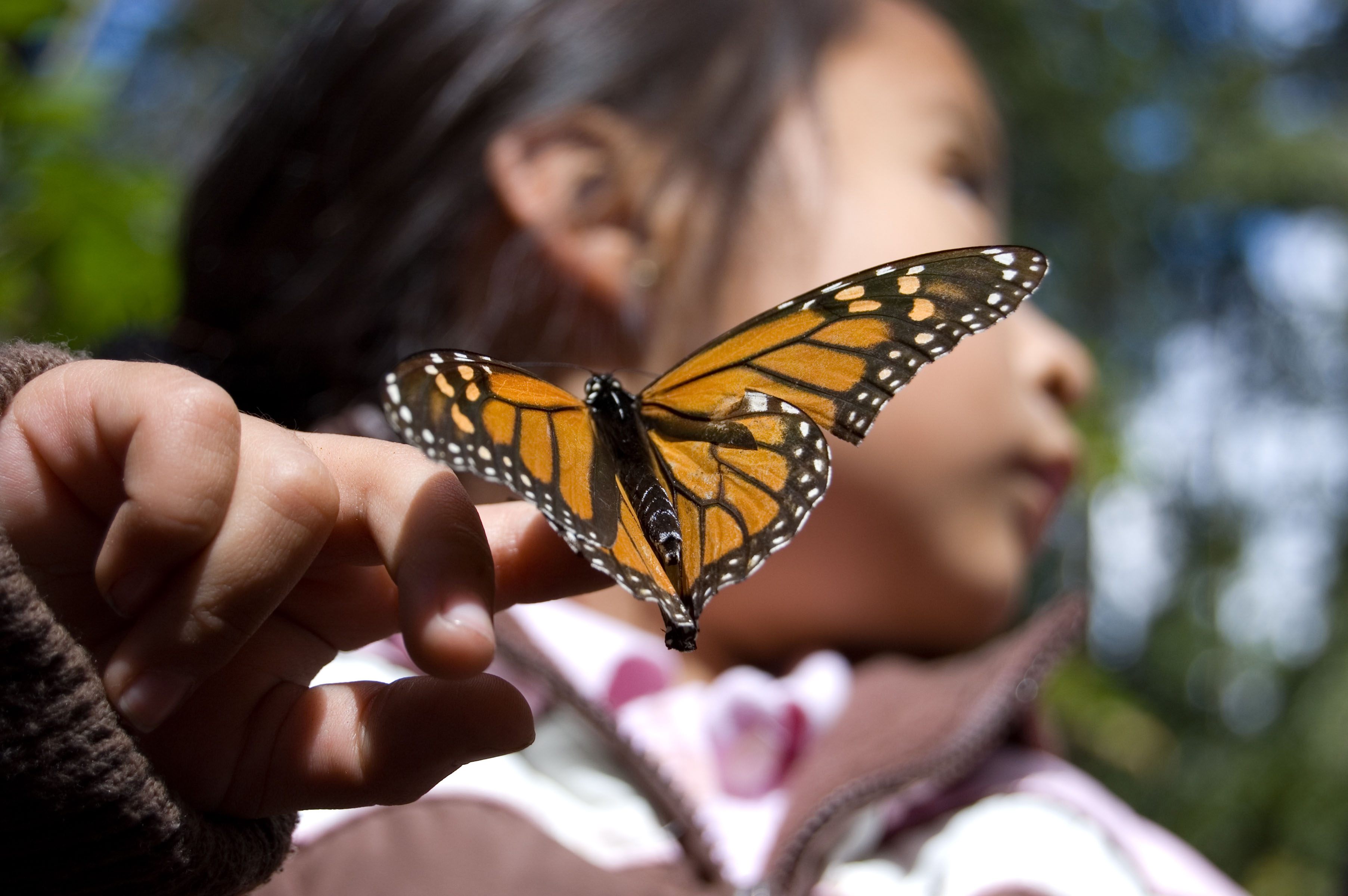 Mountain Monarch Butterfly Sticker