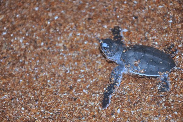 A hatchling on Shell Beach.