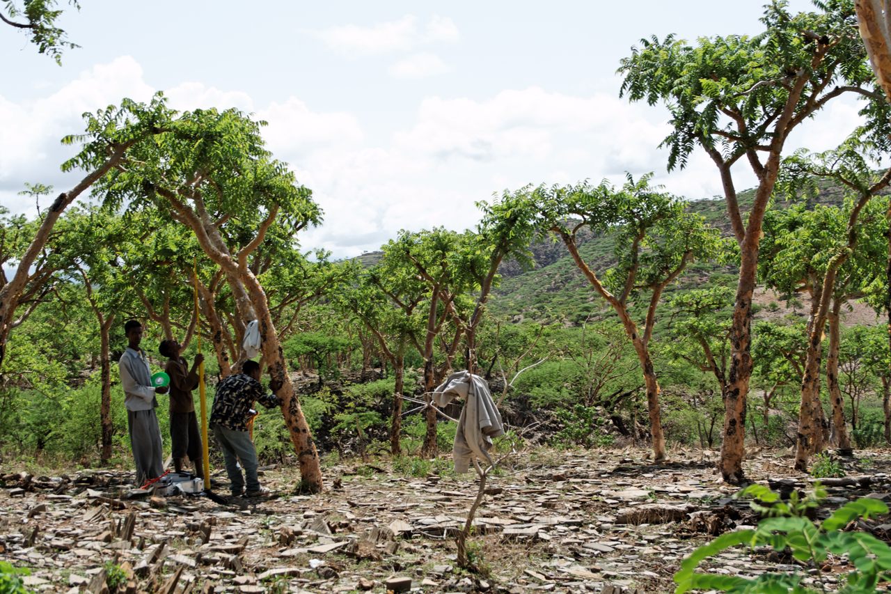 Trees being tapped for frankincense resin in Tigray, Ethiopia.