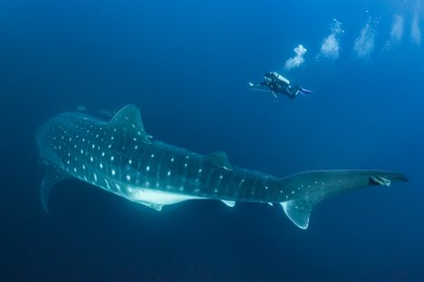 A whale shark shows off its distinct spot pattern as a scuba diver swims nearby.