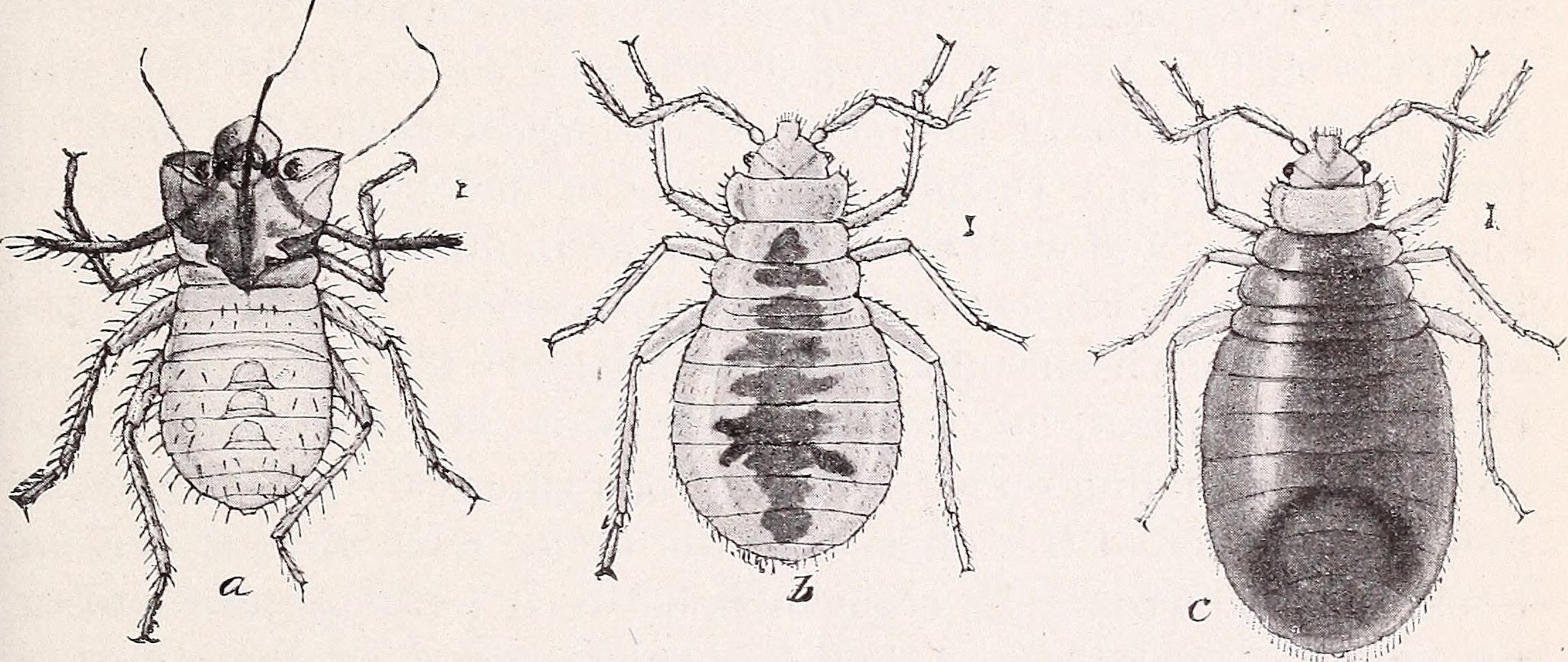 microscopic bed bugs