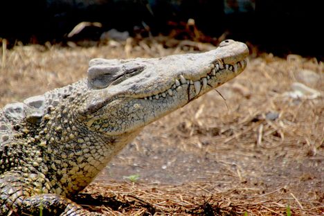 A Cuban crocodile.