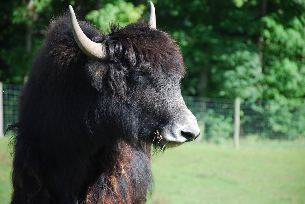 An American yak.