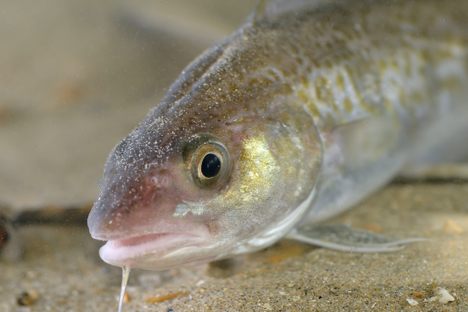 A young cod. 