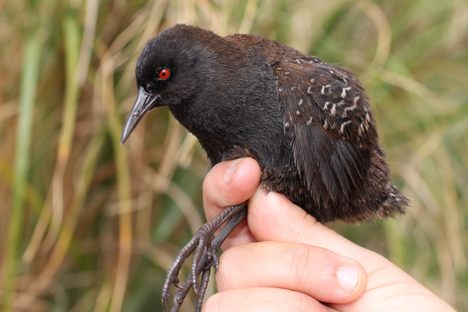 The Inaccessible Island Rail (Atlantisia rogersi) that contributed DNA for the study.