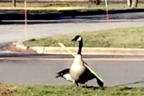 Have You Seen This Bird?