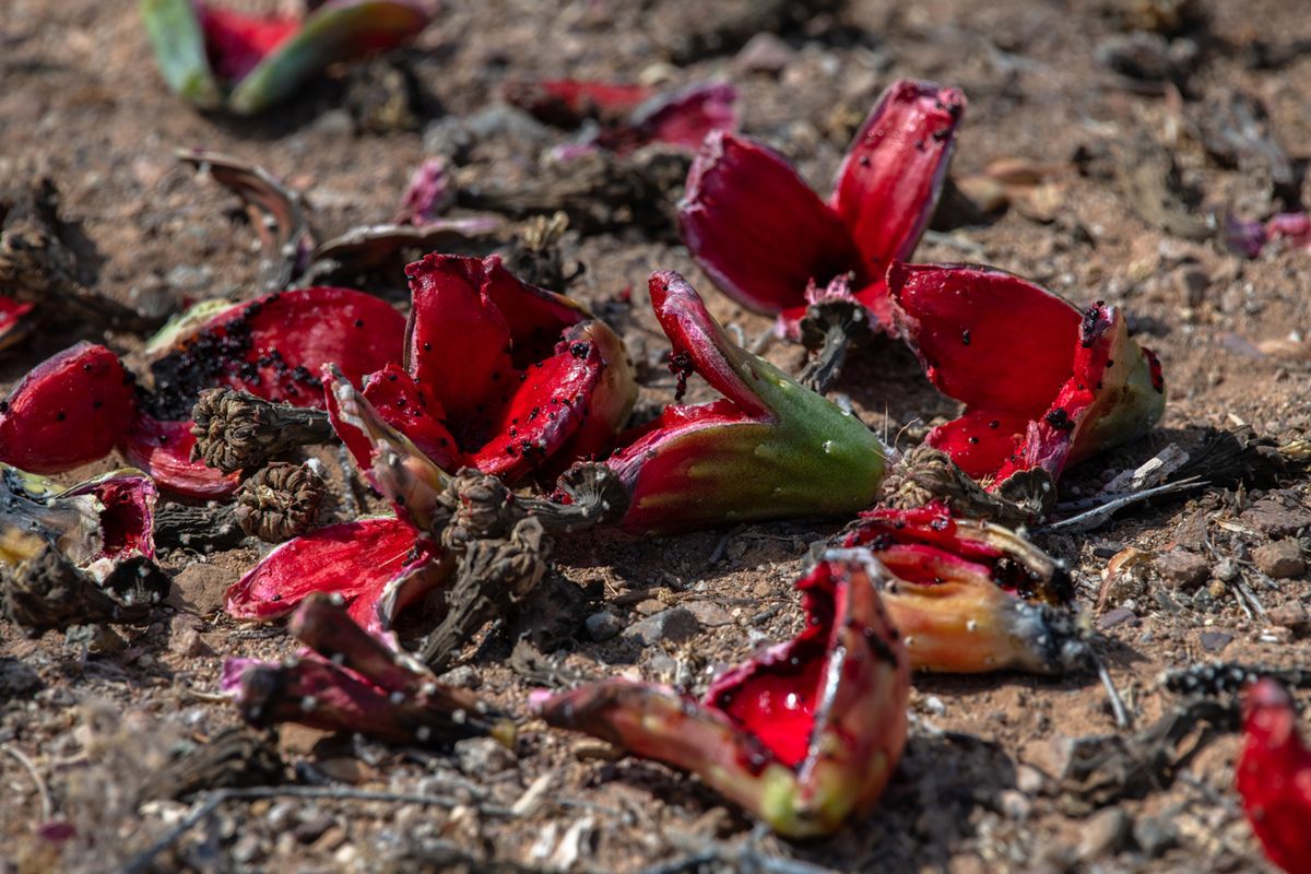 Saguaro fruits lie on the desert floor after Tohono O’odham harvesters scoop out their sweet innards.