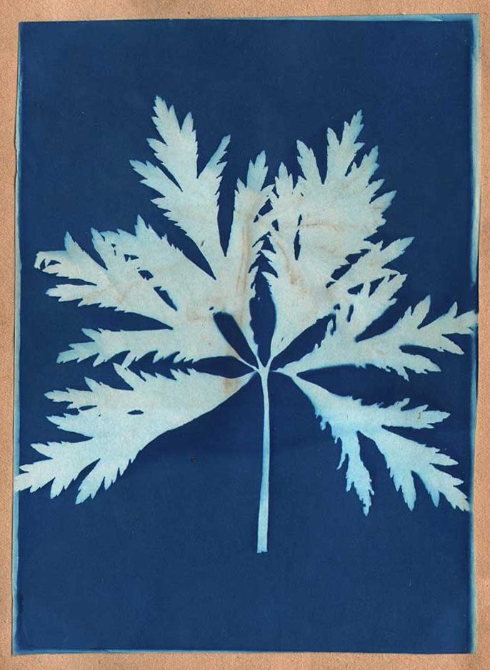 Cyanotype Tutorial — Blue Ridge Botanic