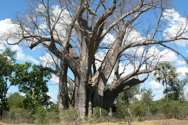African baobabs—including the Big Tree—can live more than a thousand years.  