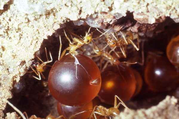 Honeypot ants feed on sweet nectar and death.