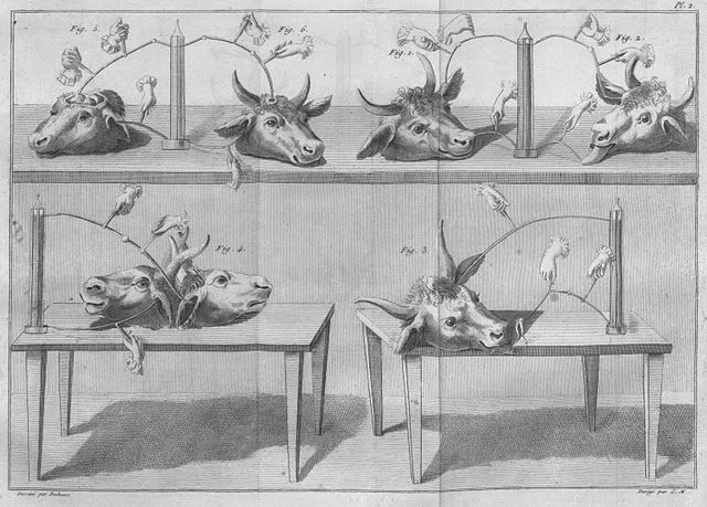 Scientists like Aldini would put on shows, electrifying cow heads and making their tongues writhe and twitch.