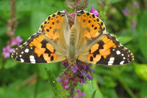 A solo painted lady.