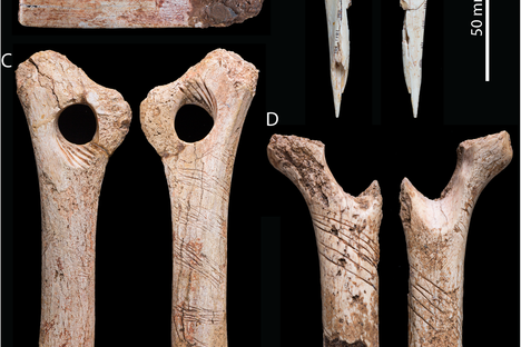 The forearm, found in Somerset, England.