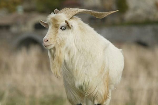 Tennessee Myotonic Goats