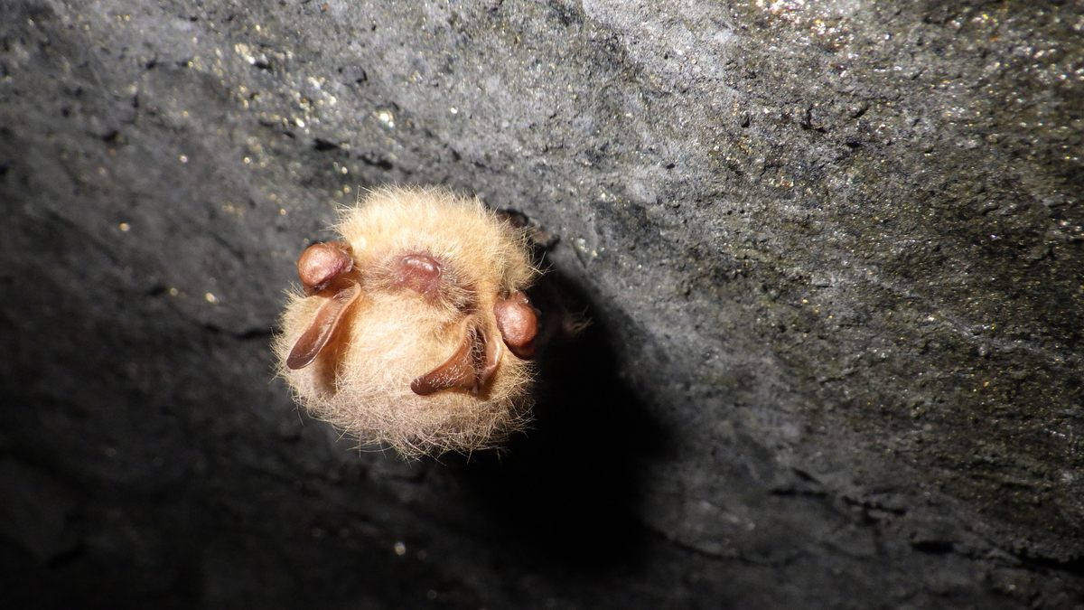 A tricolored bat in deep sleep and the peak of health.
