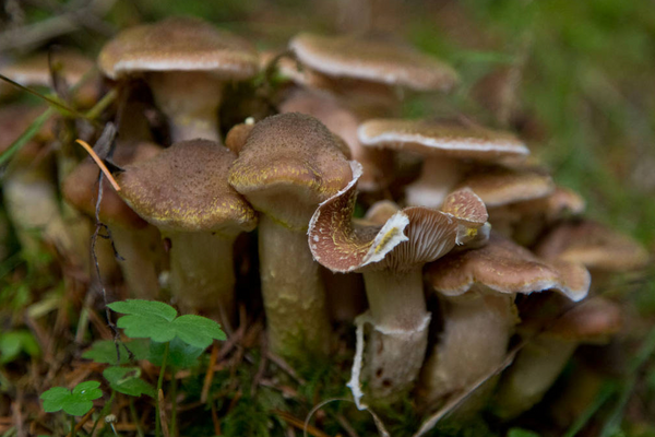 The Humongous Fungus is most visible when it produces the edible and tasty honey mushroom, but the season is brief and doesn’t happen every year.