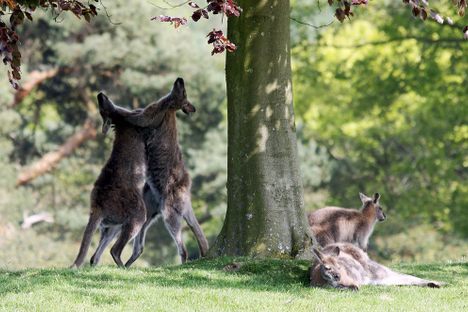 A pair of male wallaby seen boxing while their companions doze nearby.