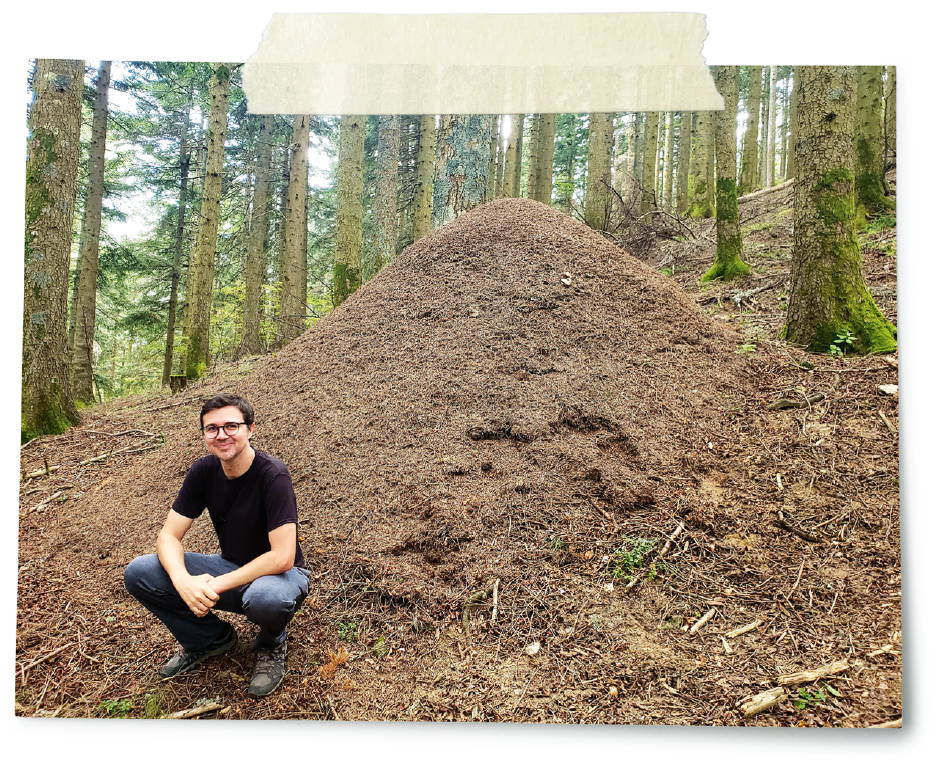 The author in front of a 'city' of wood ants