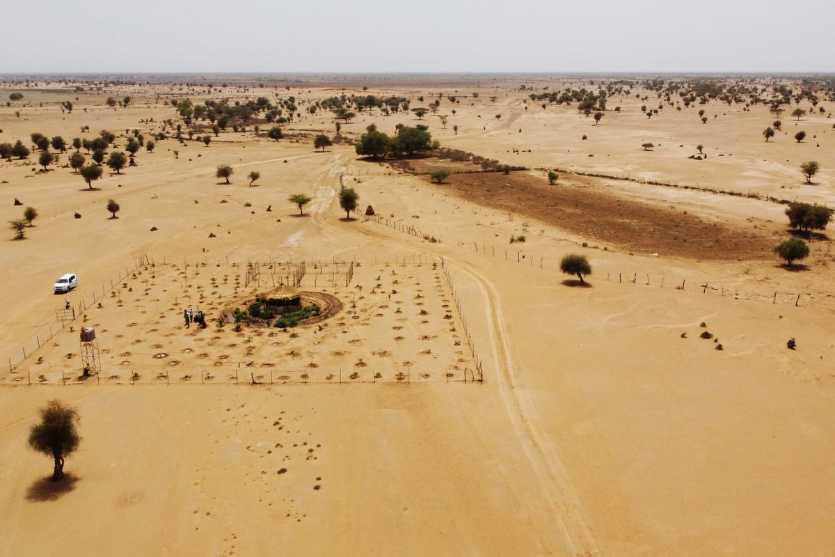 In the coming years, this newly-planted <em>tolou keur</em> garden, and others like it in Senegal, should provide both sustenance and some protection against local desertification.