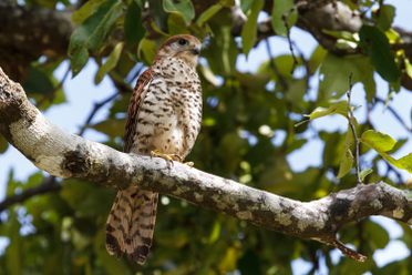 Fifty years ago, only four Mauritius kestrels remained alive, making the bird the world’s rarest raptor. After a labor-intensive recovery, the species’ numbers are falling again.