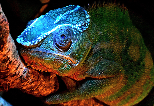 Some chameleons fluoresce under ultraviolet light. 