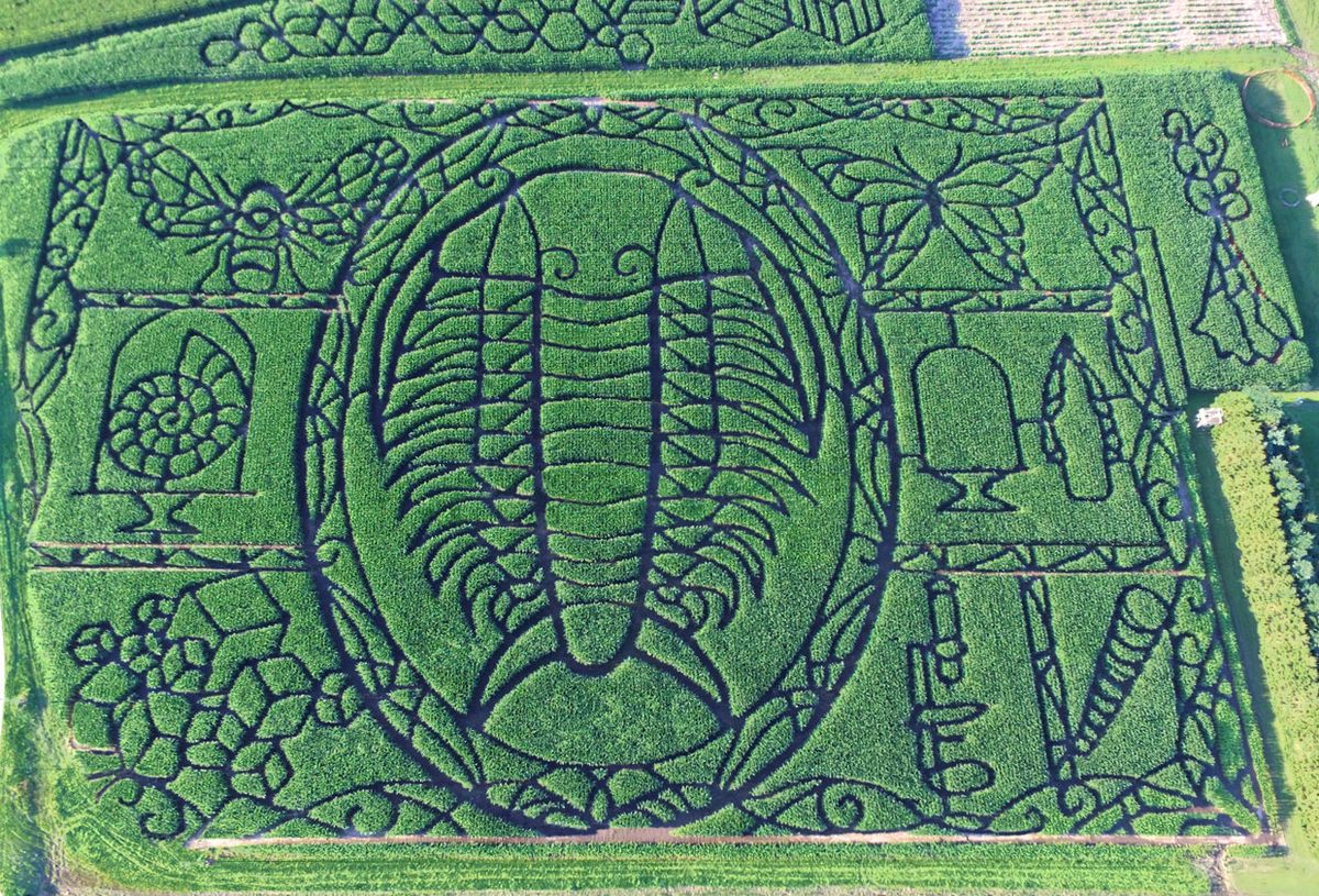 Past mazes at Treinen Farm include this massive trilobite.