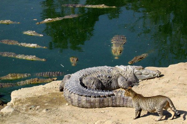 Crocodiles at Pir Mangho