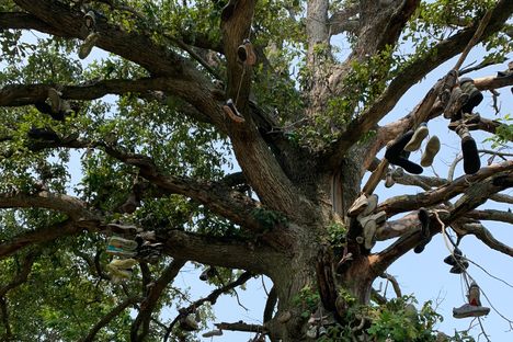 Close-up view of the tree