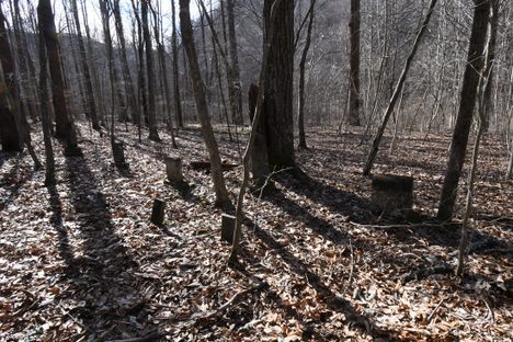 Over 200 headstones made up the Red Ash Island.