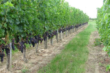 Wine grapes are no longer a necessity for making wine.