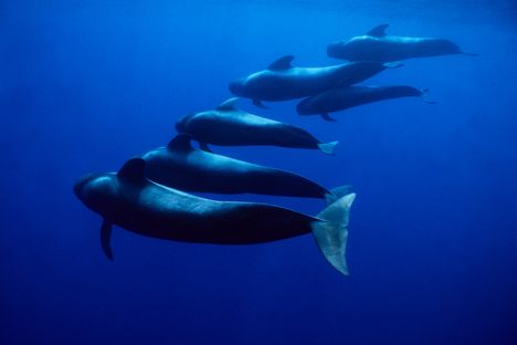 A pod of short-finned pilot whales.