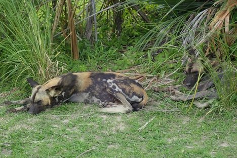 African wild dogs