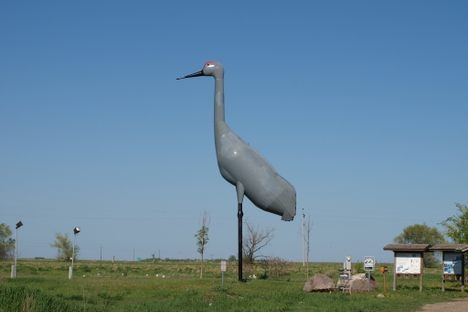Sandy, the world's largest sandhill crane