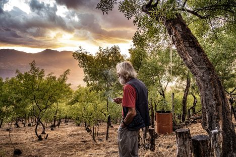 Giulio Geraldi surveys the skies at sunset. He worries about rain, which can end the manna season. 
