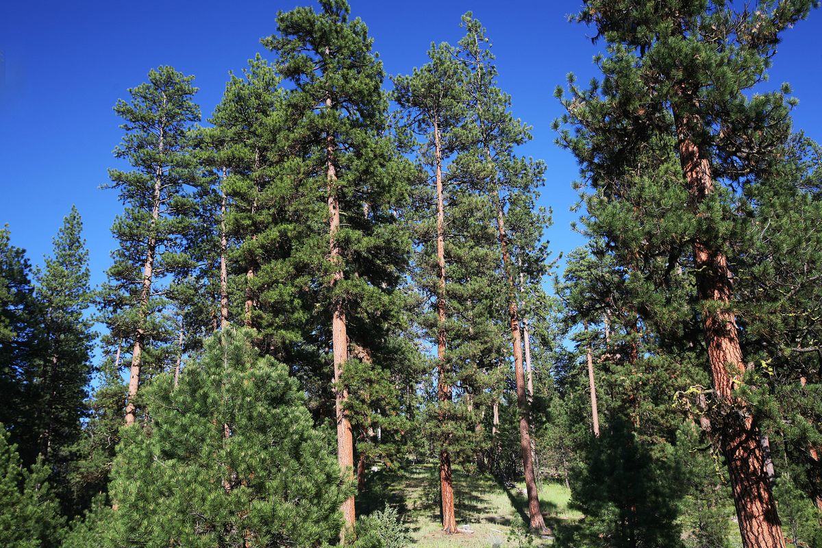 A stand of ponderosa pine in Oregon's Malheur National Forest. Individual trees can grow more than 100 feet tall but require help from beneficial fungi to survive their first few years.