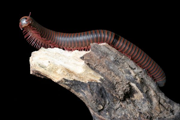 On Tuckernuck Island, the American giant millipede is in danger of losing its head. Scientists don't know what is responsible for the unprecedented number of decapitations.
