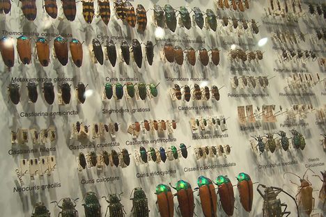 Let's Hear It For the Bugs: Two Upcoming Insect Events