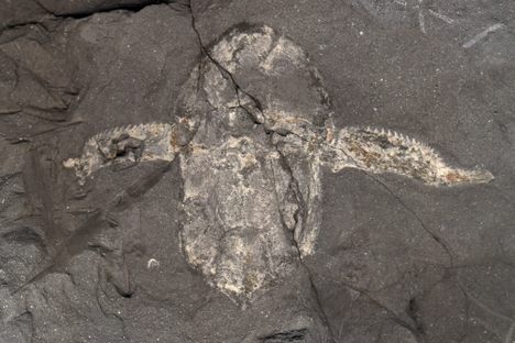 Devonian Ecosystems Project