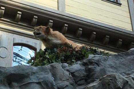 Mountain lion.