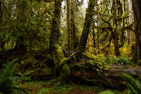 Hall of Mosses