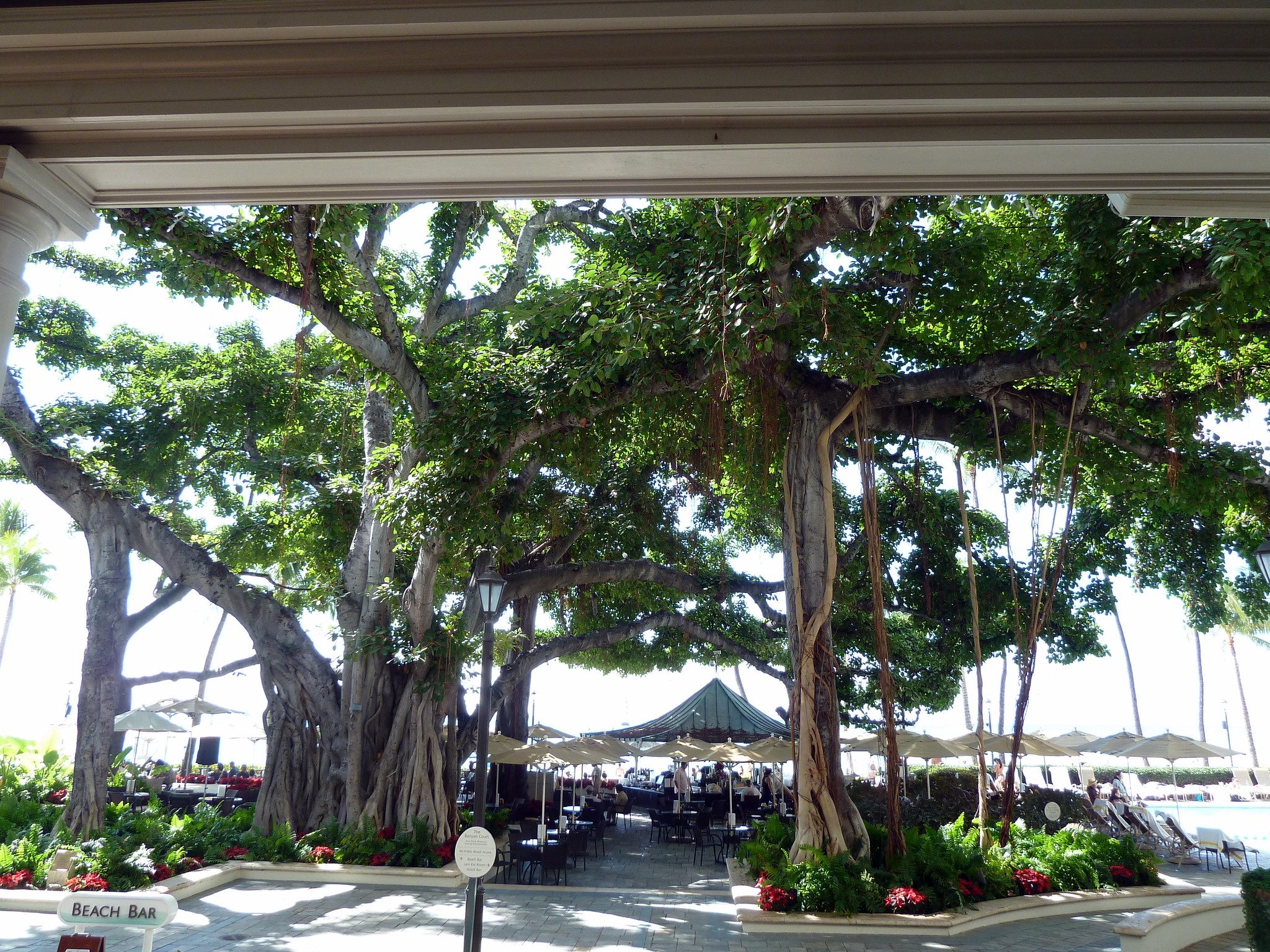 An Indian banyan spills out across the courtyard of the Moana Surfrider resort.